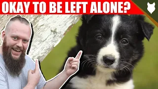 Can a BORDER COLLIE be left alone?