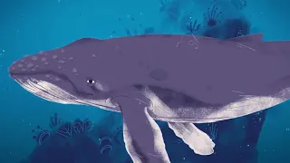 Why do whale sing?