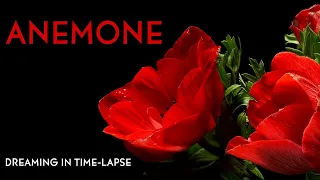 Anemone - Time-lapse with Music