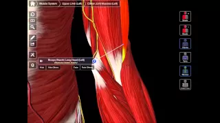 The Contents Of The Cubital Fossa