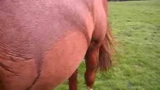 heidi's foal kicking