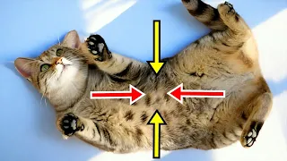 The Reason Your Cat Rolls Over When Seeing You is Shocking! ⚡