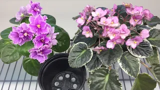 African Violets - Repotting a Plant That Grows on a Wick