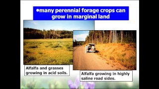 New Forage Varieties