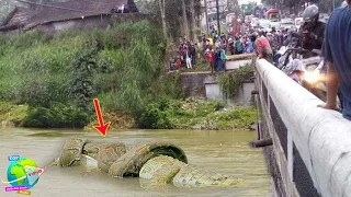 Warga Tercengang Melihat Pert4run94n Sengit Anaconda Vs Buaya di Sungai!! Berakhir Men9en4sk4n...