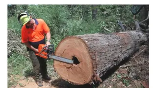 Crosscutting and trimming felled trees with a chainsaw