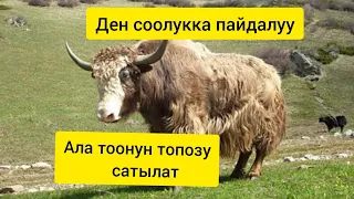 ТОПОЗ САТЫЛАТ ТУУГАНДАР