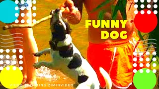 А ну-ка отними Прикольная собака Funny dog 面白い犬 Lustiger Hund 有趣的狗 كلب مضحك Perro 재미 ziminvideo