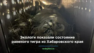 Экологи показали состояние раненого тигра из Хабаровского края