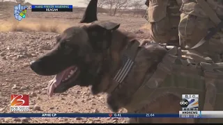 The military's most elite dogs