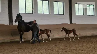 Zwillingsfohlen in Melle-Bruchmühlen geboren