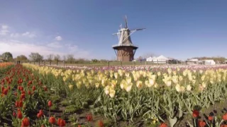 A Bud's Eye View | 360 Degrees of Tulip Time | Pure Michigan
