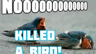 Motorcycle Kills Bird | OOPS!!!