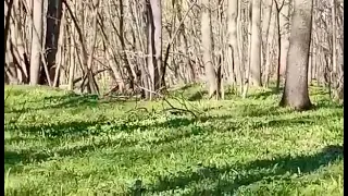 Sprintena căprioară în pădure