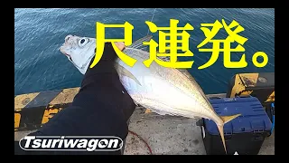 【肝はハリスの長さ？】真冬でも尺アジ連発のカゴ釣り必殺メソッド Japanese amberjack