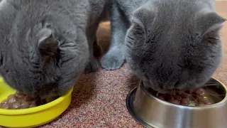 Сильный нюх на еду у кошек!🙀 Cats have a strong sense of smell for food!