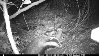 Steve Hatch wildlife videos - badger