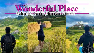 Maligcong Rice Terraces |  Mountain Province