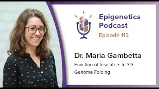 Epigenetics Podcast #113 - Function of Insulators in 3D Genome Folding with Maria Gambetta