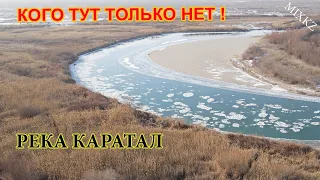 Охота Фазан Каратал, Поиск фазана, лайка, Дикий фазан, Микс кз, mix kz