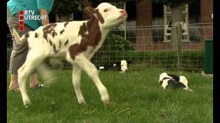 Kraambezoek bij drieling koeien Wijk bij Duurstede