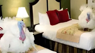 Turkeys get luxury hotel room before White House pardoning