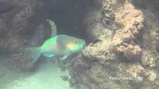 Blue Uhu reef fish in Hawaii eating lunch.