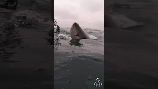 Great White Shark popping head up #shorts