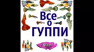 Все о рыбках ГУППИ (Poecilia reticulata).