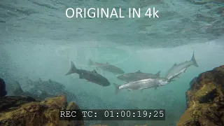 Sockeye salmon, under waterfall 4K stock footage