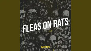 Fleas on Rats