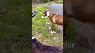 Relaxing with the goats. #dinner #goats #shorts