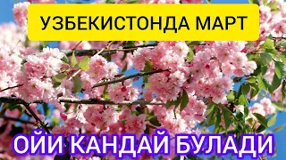 УЗБЕКИСТОНДА МАРТ ОЙИ КАНДАЙ БУЛАДИ