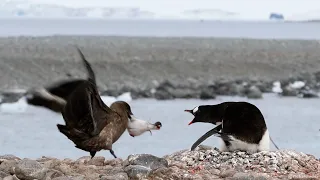 Skua steals a Penguin Chick off the Nest