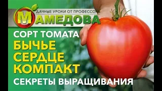 🍅 СОРТ ТОМАТА "Бычье Сердце Компакт. СЕКРЕТЫ ВЫРАЩИВАНИЯ