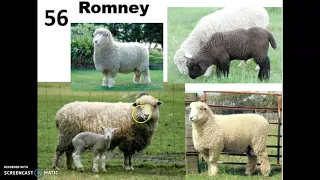 Sheep Breeds 52-61