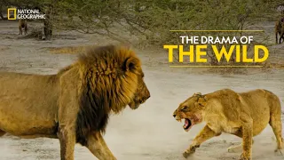 The Drama of the Wild | Savage Kingdom | हिन्दी | Full Episode | S4-E3 | National Geographic