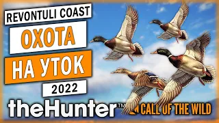 ОНИ ВЕРНУЛИСЬ!!! НОВАЯ ОХОТА НА УТОК И ГУСЕЙ В 2022! | theHunter Call of the Wild 🦆 | (часть 2)