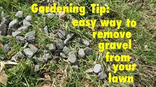 GARDENING TIP ● How to Easily Remove Gravel from your lawn