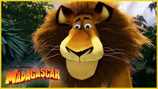 ¿Quién es el gato? ¡YO SOY EL GATO! | DreamWorks Madagascar en Español Latino