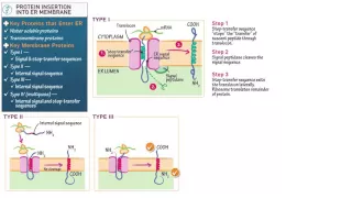 Cell and Molecular Biology: Protein Insertion into the ER Membrane