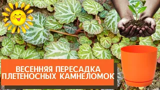 Мои  три плетеносные камнеломки-красотки  пережили зиму и пересажены в свежий грунт и новые горшки