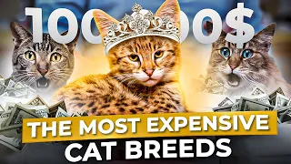 TOP 20 MOST Expensive Cat Breeds in the World