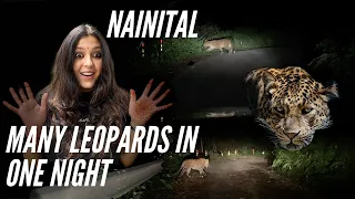 Nainital - Many Leopards In One Night #nainitrails