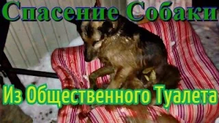 DARK STAlb & ОФ "Сердца Павлодара" - Спасение собаки из общественного туалета ( Rescue dogs )