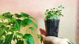 Как Вырастить Хорошую Рассаду🌱🌱🌱 Лобелии и Других Цветов ✅ Обзор Рассады ✅ #лобелия #рассадацветов