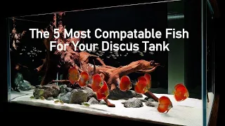 The 5 Most Compatible Fish For Your Community Discus Tank