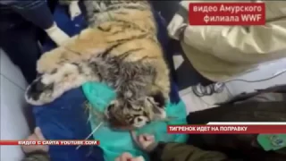 Раненый тигрёнок, которого обнаружили в Пожарском районе, идёт на поправку