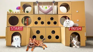 Build GIANT MULTI-PURPOSE MAZE with an elevator and cat bedroom by cardboard | How Cats Escape Maze
