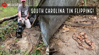 Flipping Tin for Snakes in South Carolina! TONS of Copperheads, Rattlesnakes, and More!